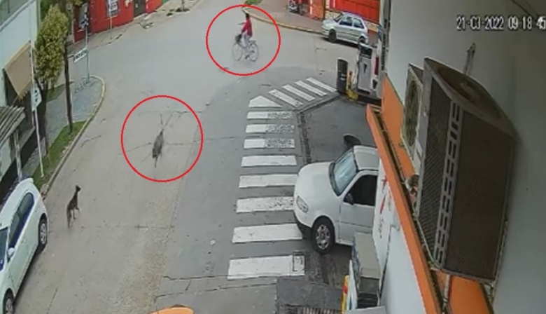 Video: Iba en bicicleta y lo atropelló un ñandú