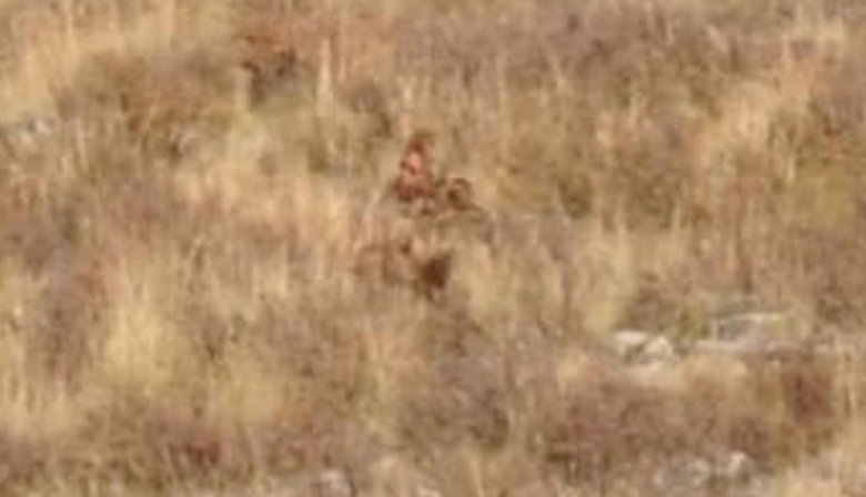 Video viral: Pasajeros de un tren grabaron a "Pie Grande" bajando de una montaña