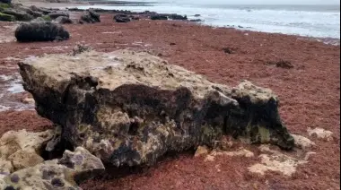 ¿Por qué hubo tantas algas en Necochea este verano?