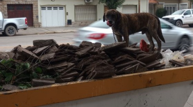 Indignante: Ataron un perro a un contenedor y lo dejaron abandonado en Diagonal San Martín