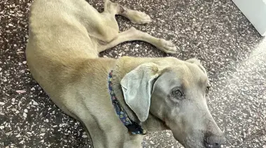 Mascoteras necochenses promueven colecta para un perrito que fue abandonado enfermo en un campo