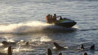 Prefectura Naval sancionó a un hombre por maniobras peligrosas cerca de lobos marinos