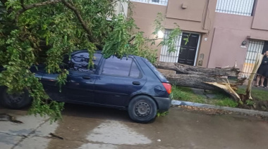 Fotos luego del temporal: Un árbol aplastó a un auto en calle 28 y silos de una planta cerealera de Quequén quedaron destruidos