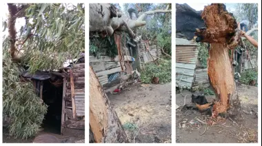 Desesperado pedido de ayuda: Un árbol cayó sobre su vivienda tras el temporal y necesita que lo saquen