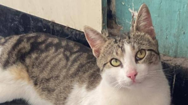 Buscan a Pochoclo: Oferecen recompensa de 100 mil pesos por un gatito perdido